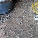 mice plague