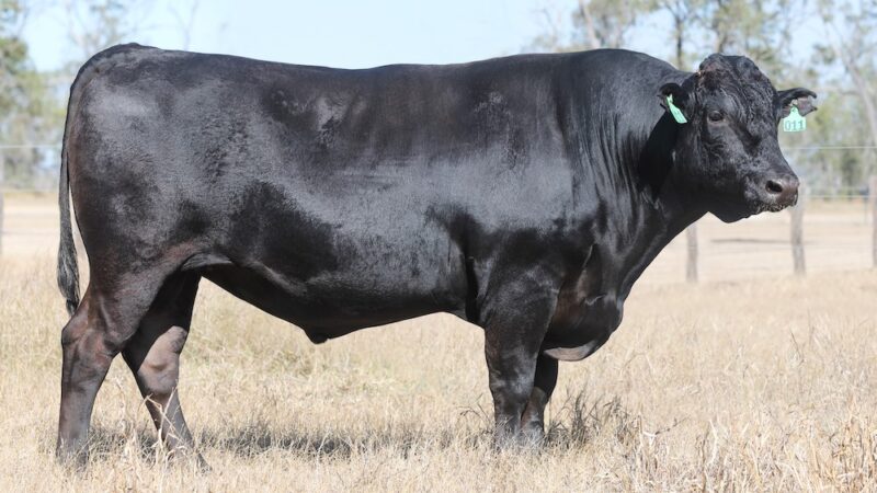 What’s at stake for Australian Wagyu?