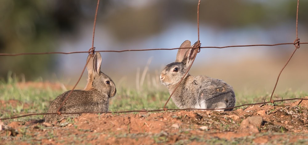 Biosecurity Commissioner to be appointed in 2024