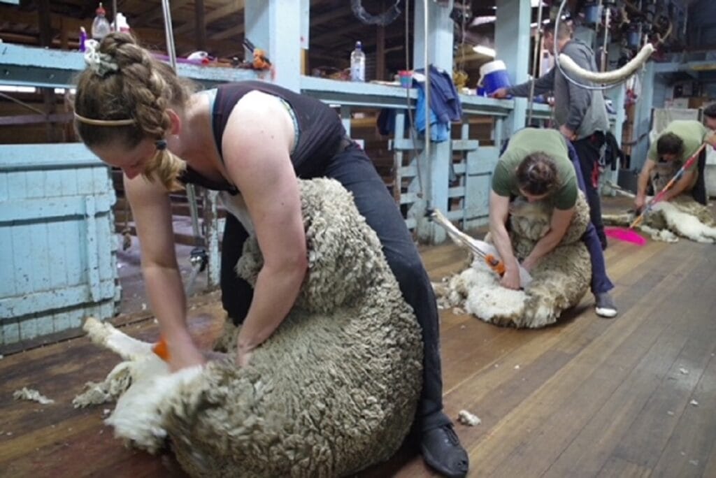 female shearer
