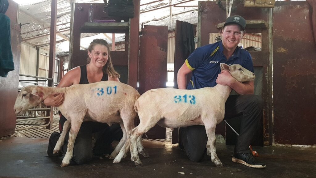 female shearer
