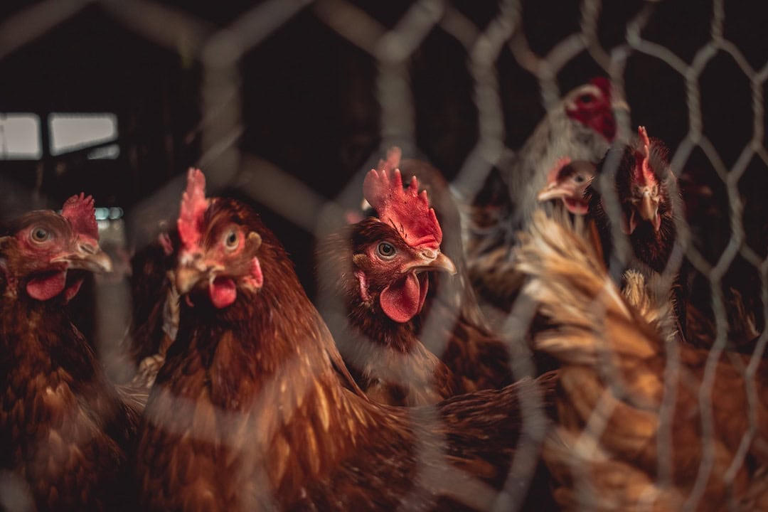 Implementing egg standards laid aside