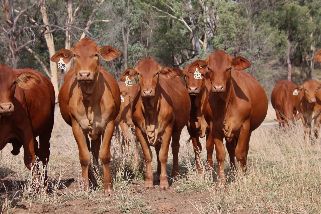 Allflex: Still the tag of choice for Aussie producers