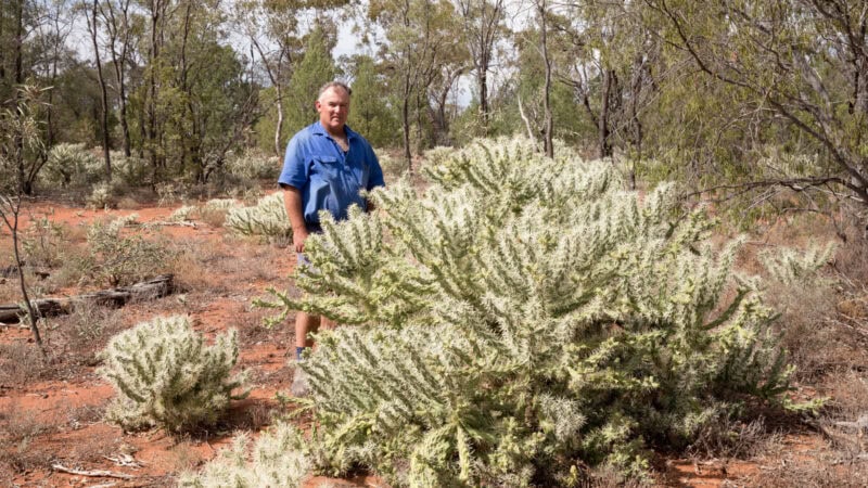 Funding for Hudson Pear control