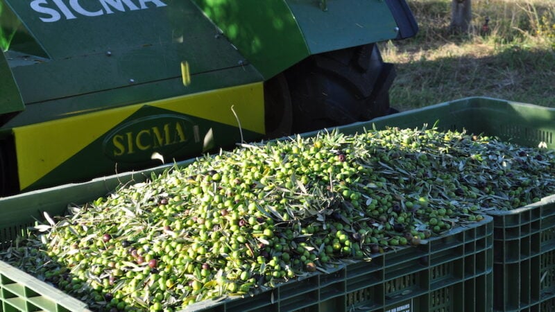 Rylstone Olive Press: a well-oiled machine