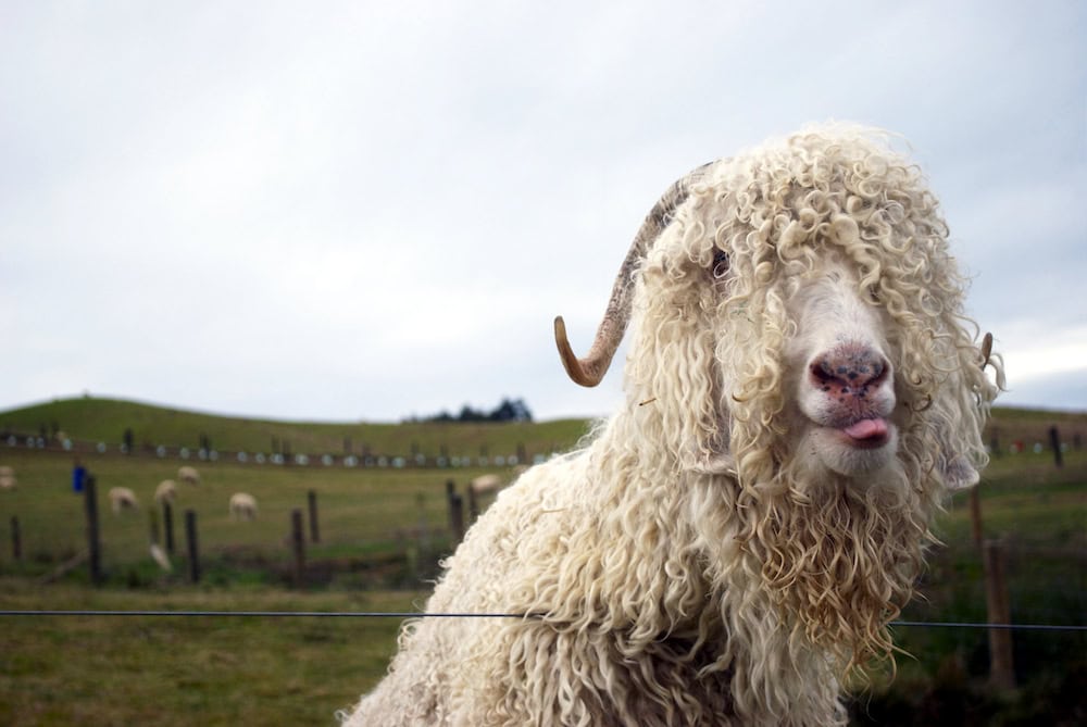 A great yarn about mohair