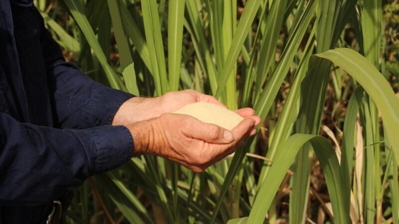 Sugarcane – the smell of sweet success