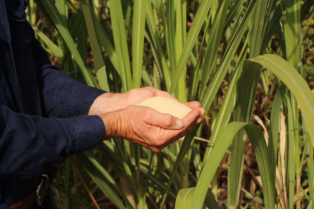 Sugarcane – the smell of sweet success