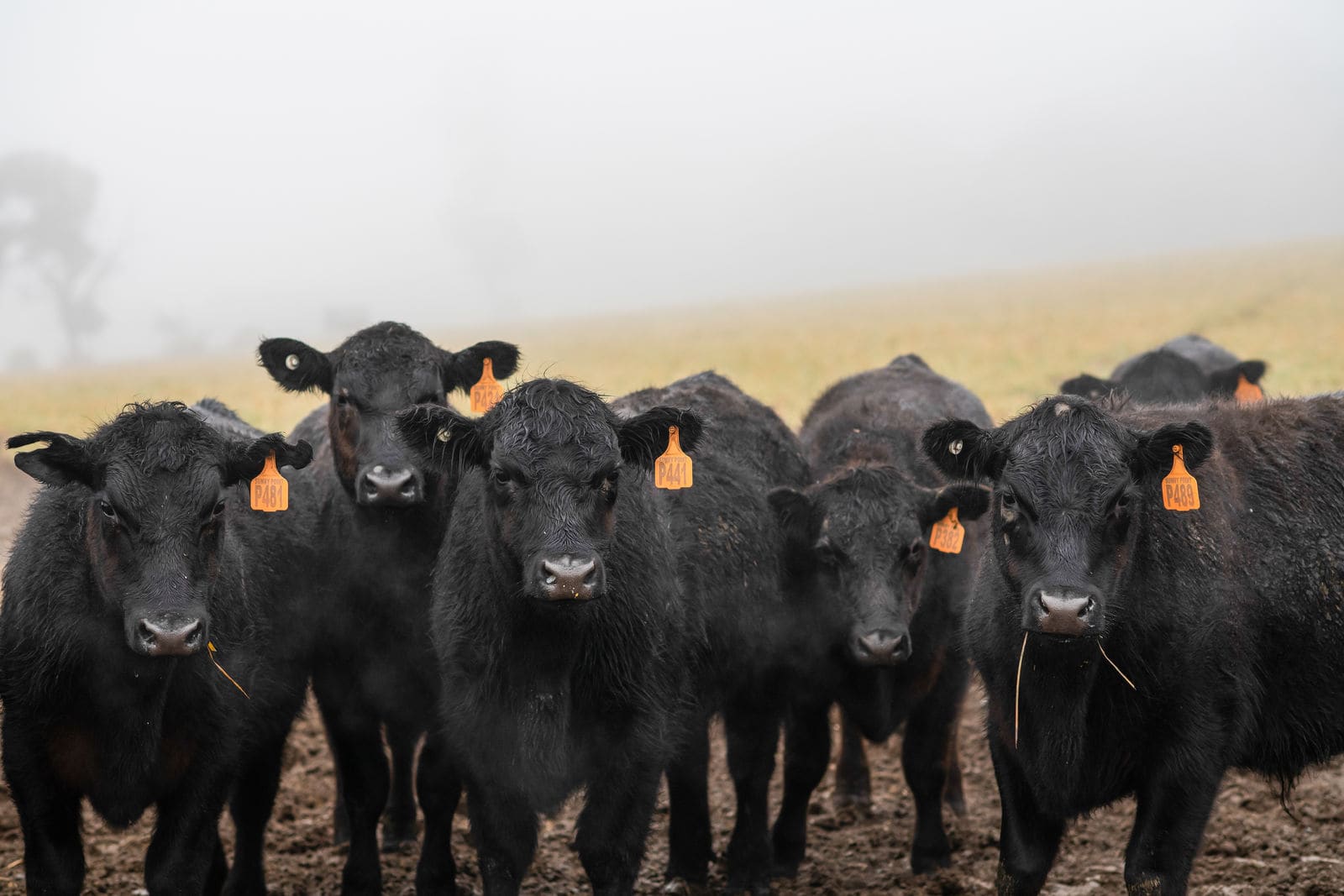 Bumper year for Australian farmers despite flooding
