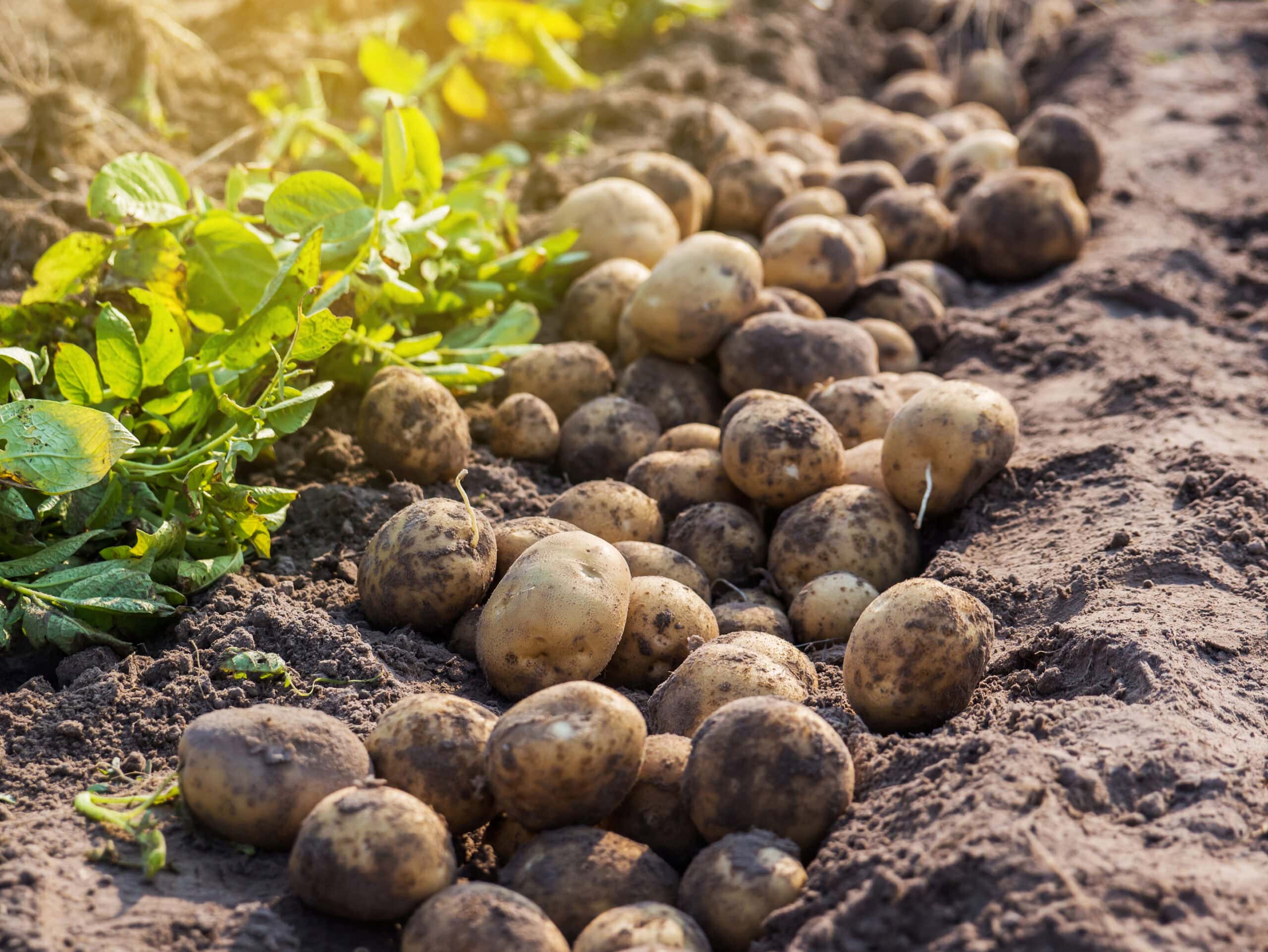 The chips are down for potato farmers