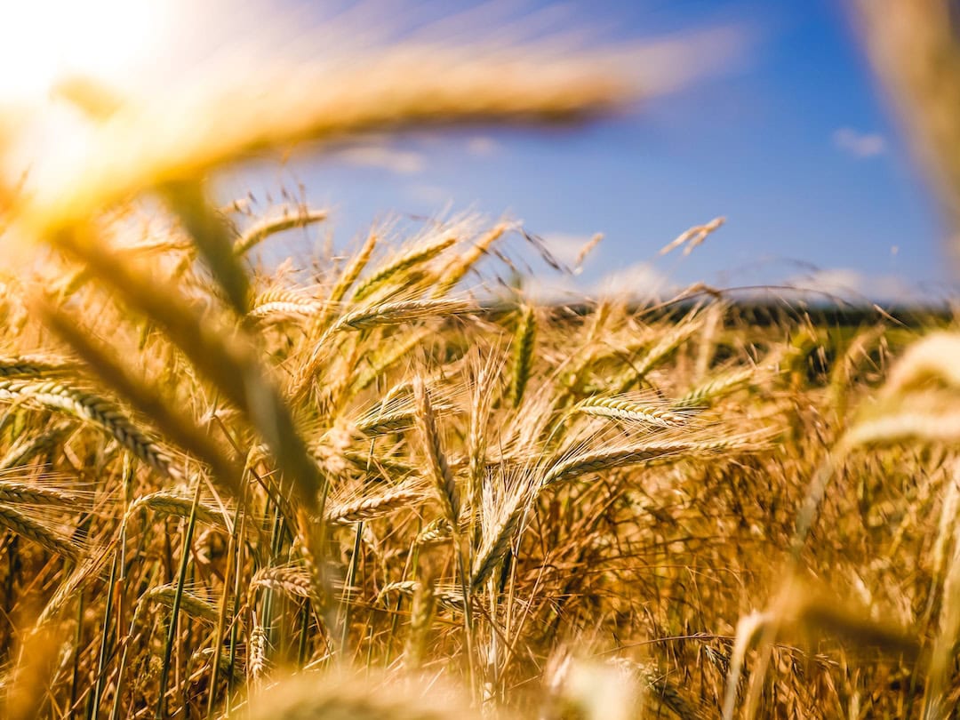 A new wheat variation to save the day