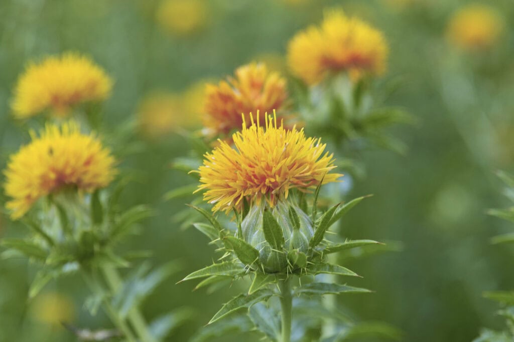 Safflower