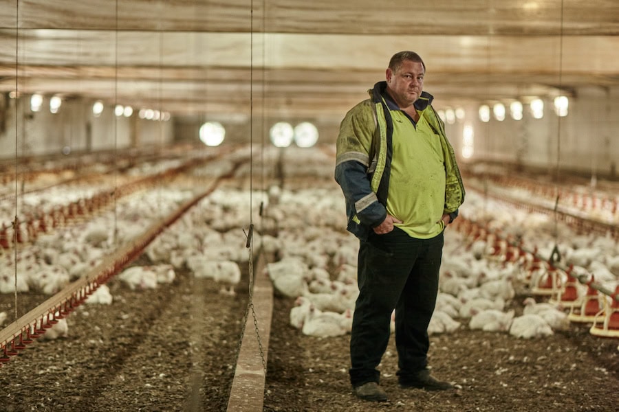 Poultry returns: a family’s livelihood decimated
