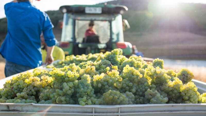 China’s tarrifs: how are our winemakers faring?