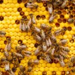 Honeybees