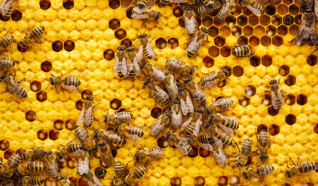 Australia transitions toward Varroa mite management