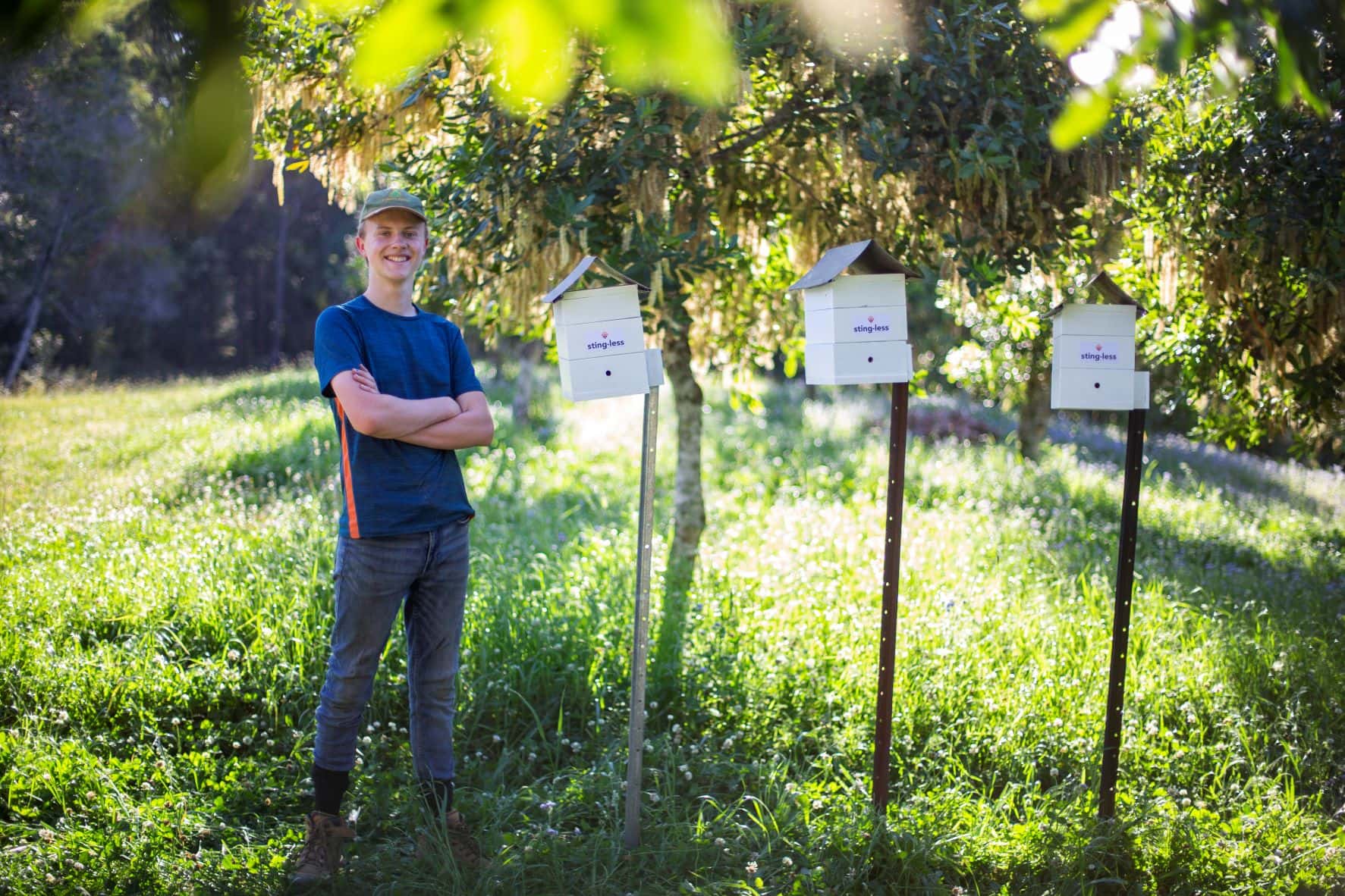 The buzz about stingless bees grows