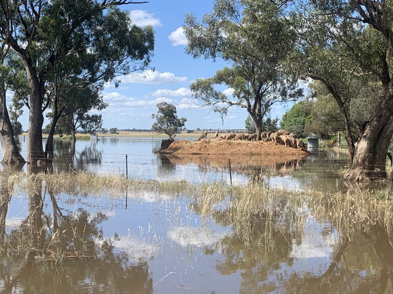 Wet conditions increase blowfly strike risk