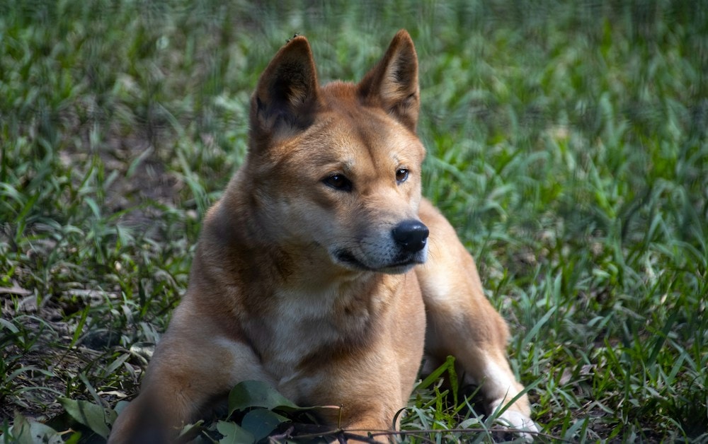How dingo urine could assist in management plans