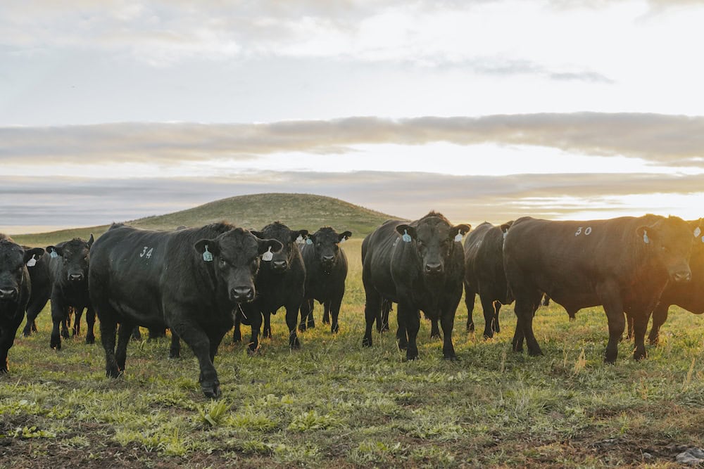 A more confident herd
