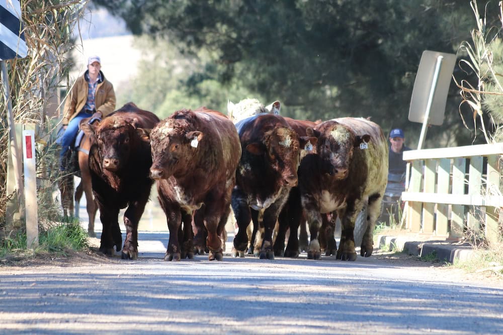 Flesh in the game: the annual cattle report