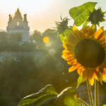 The sunflower industry is key in the Ukraine
