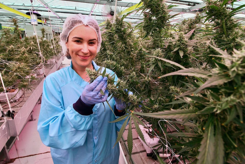 Shaping a home-grown medicinal cannabis industry