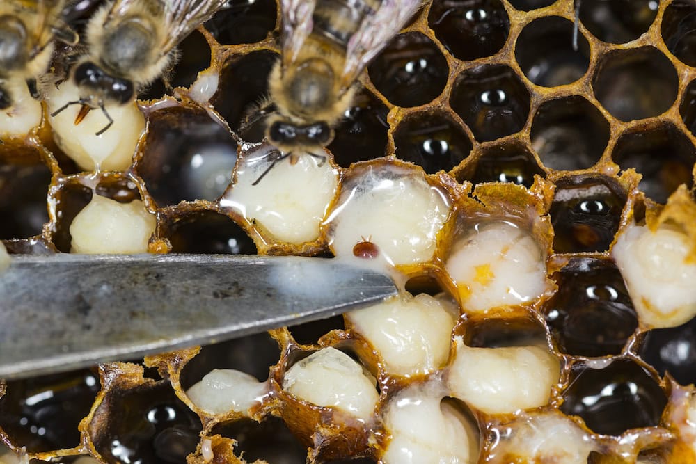 Varroa mite – the great enemy of bees