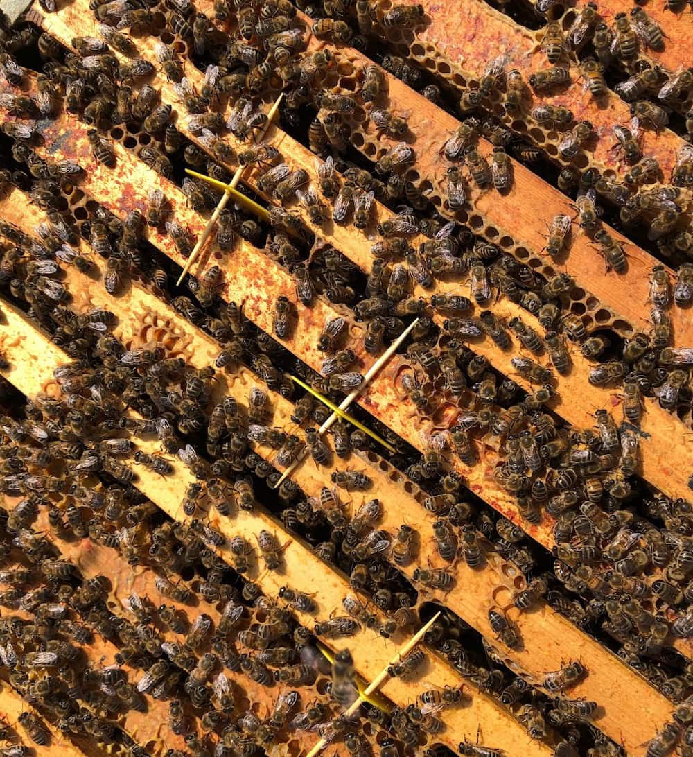bee gym slim