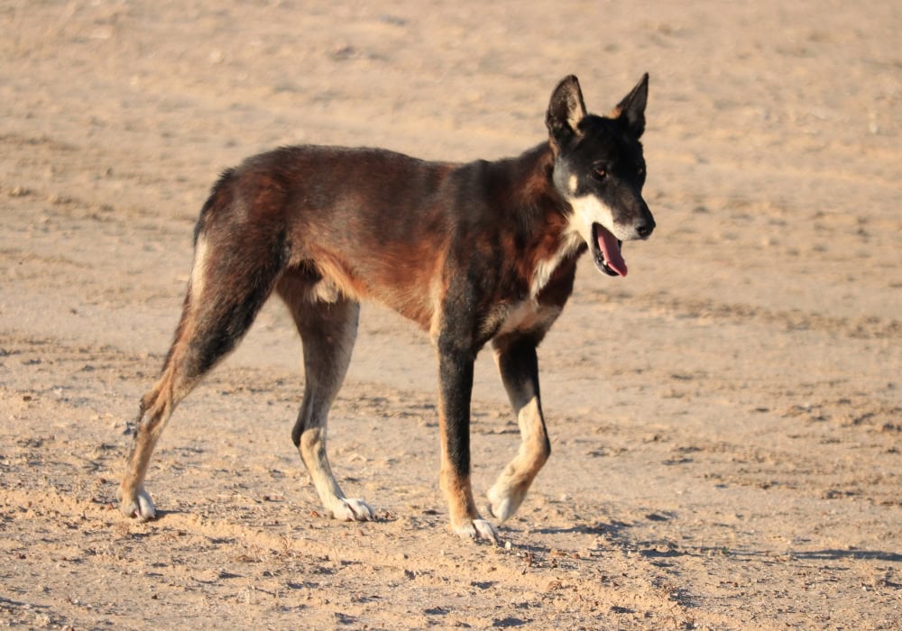 Aerial baiting tackles wild dogs in Western NSW
