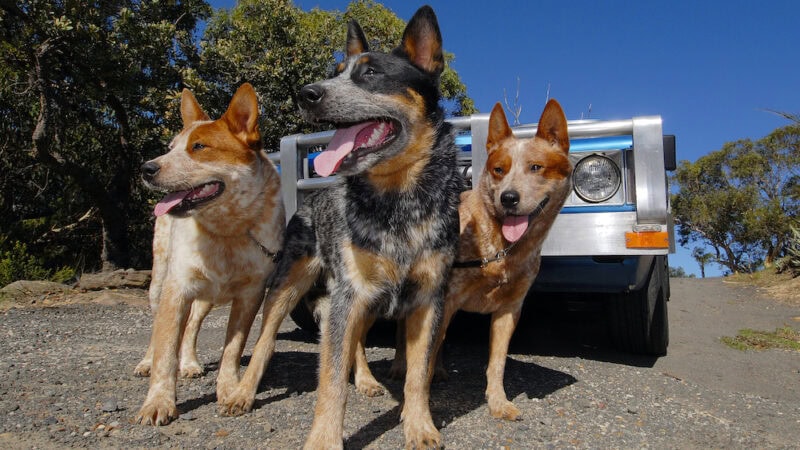 Working dogs – the farm’s best friend