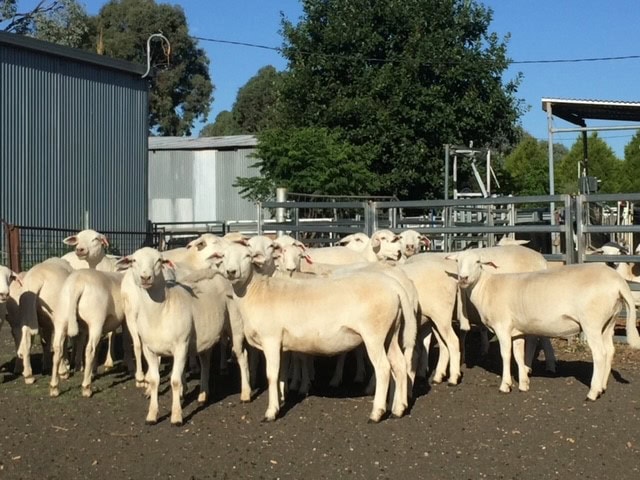 An open mind on shedding sheep