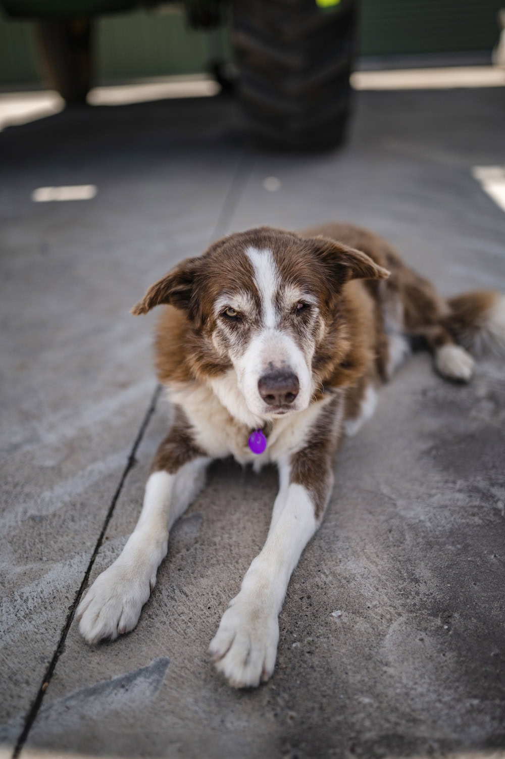 Farm dogs: Mr Bojangles from Wauchope