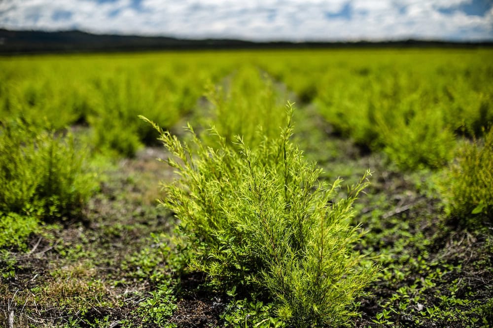 Three tales from tea tree farmers