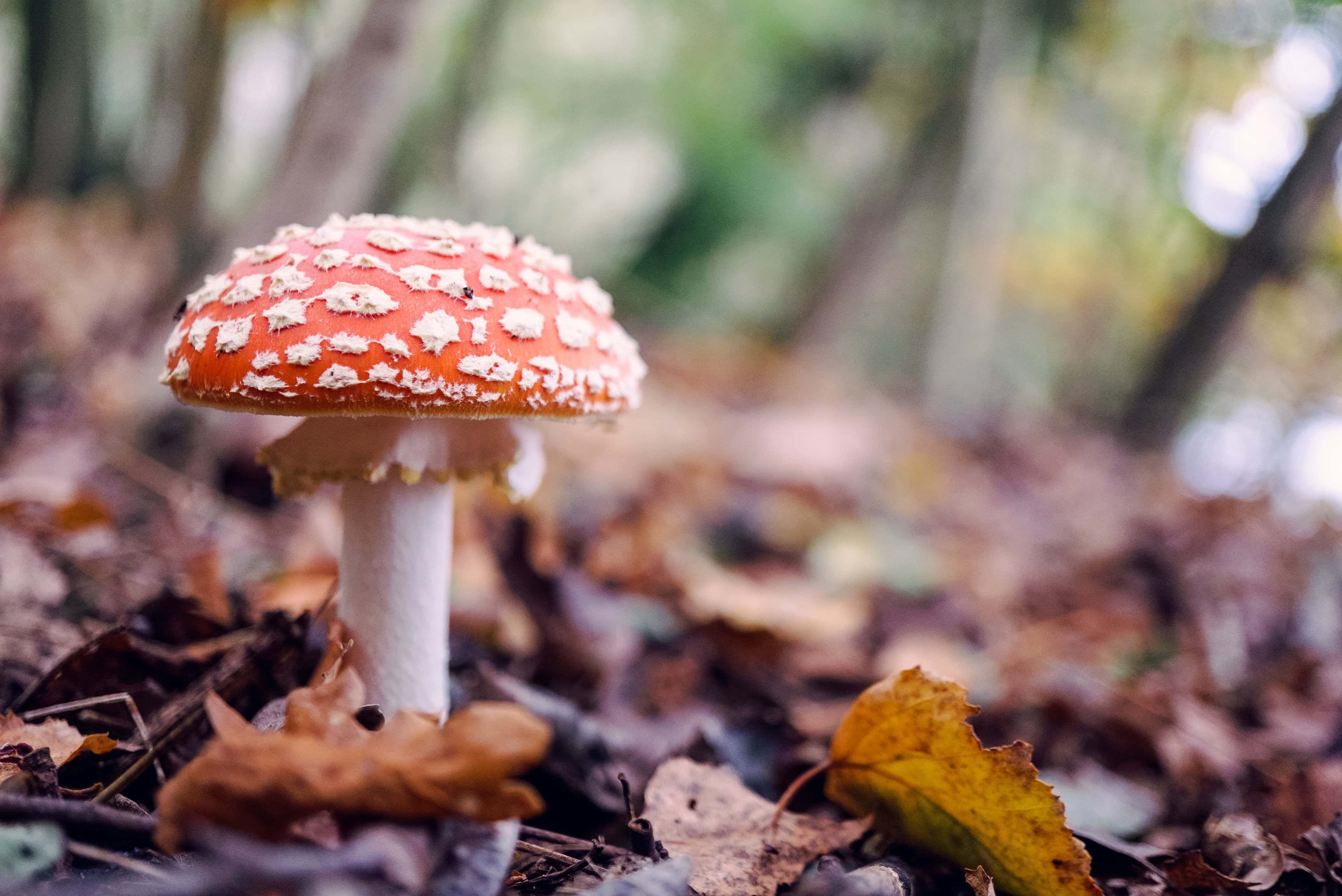 mushroom foraging posinous amanita
