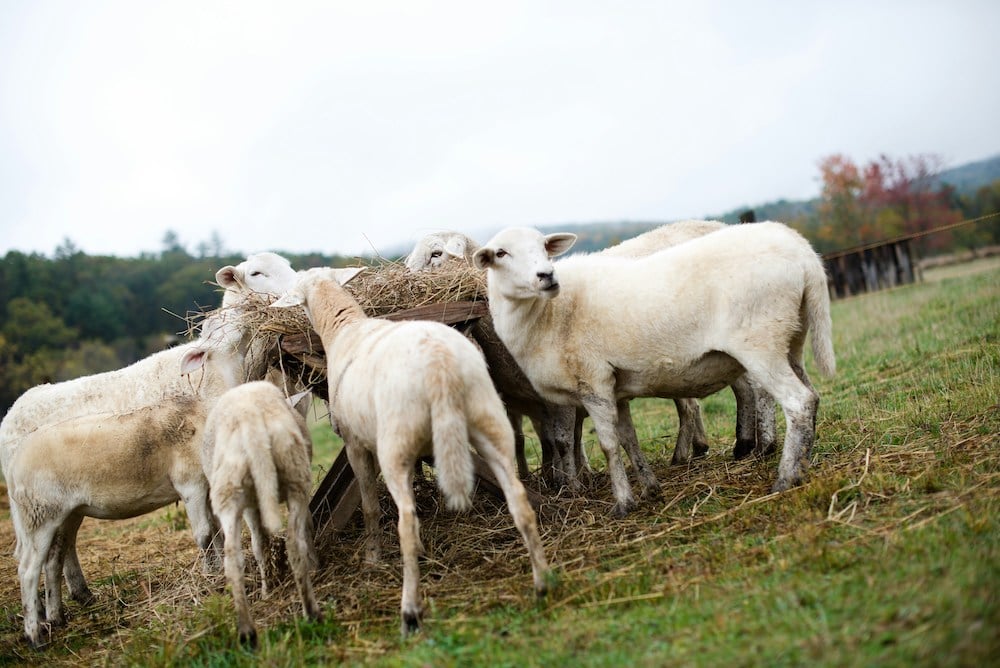 Sheep “Feedlot of the Future” to be developed by Charles Sturt University