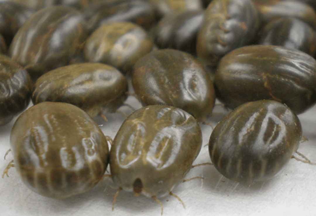 Farmers warned of tick fever on the rise