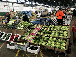 Plenty of fresh produce in the field
