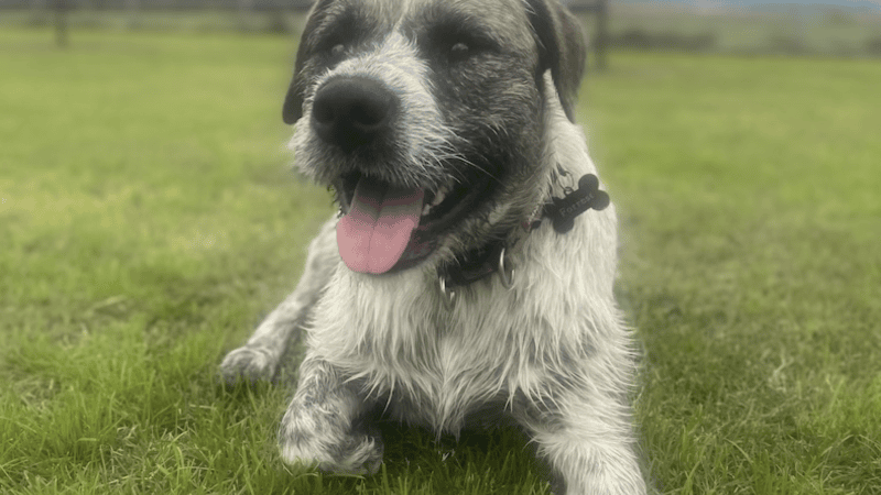 Meet Forrest-amore, Conquistadore, from Bathurst