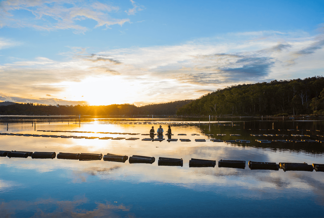 The oyster industry’s future looks bright