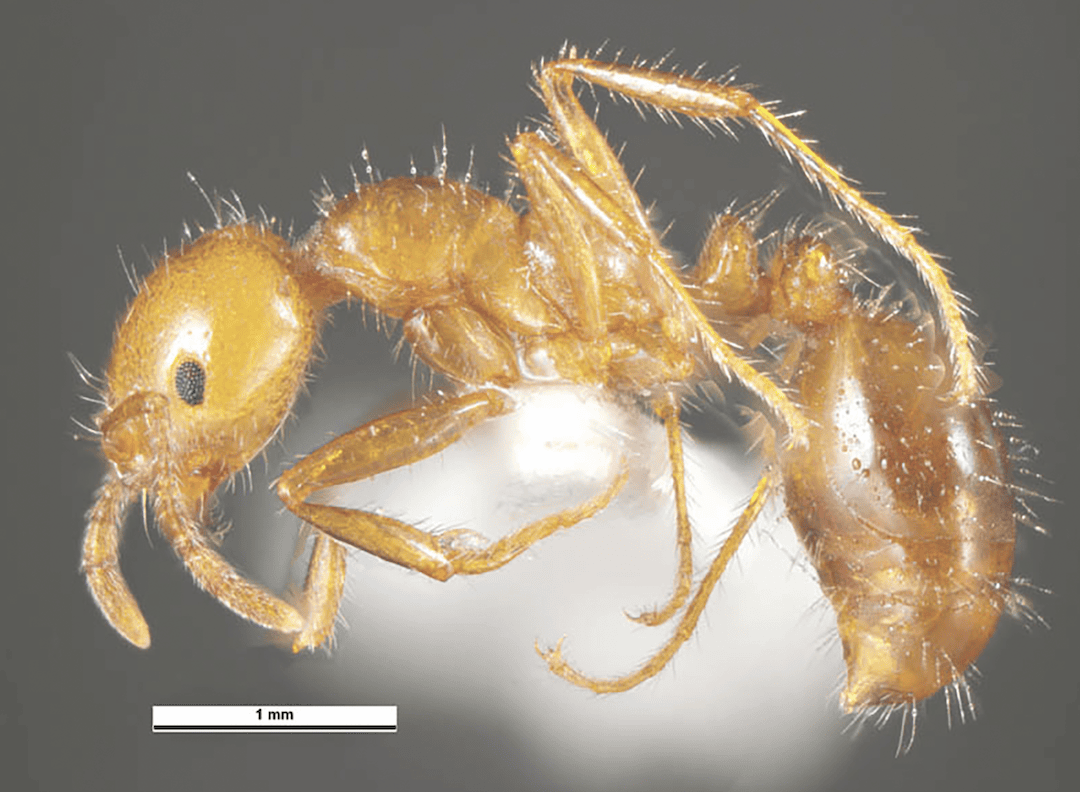 Red Imported Fire Ant risk is now very real